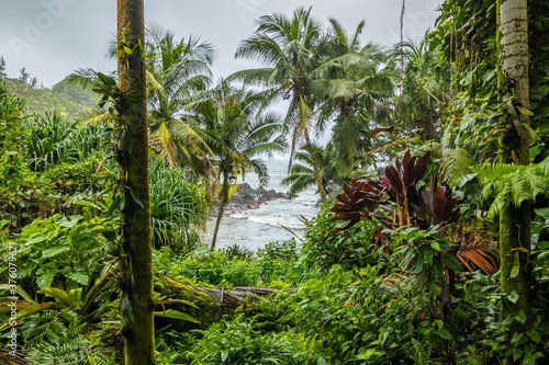 Fototapeta Naklejka Na Ścianę i Meble -  Beautiful tropical park. Hawaii island 