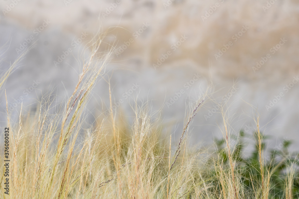 Obraz premium Blurred background of green and yellow grass and gray wall