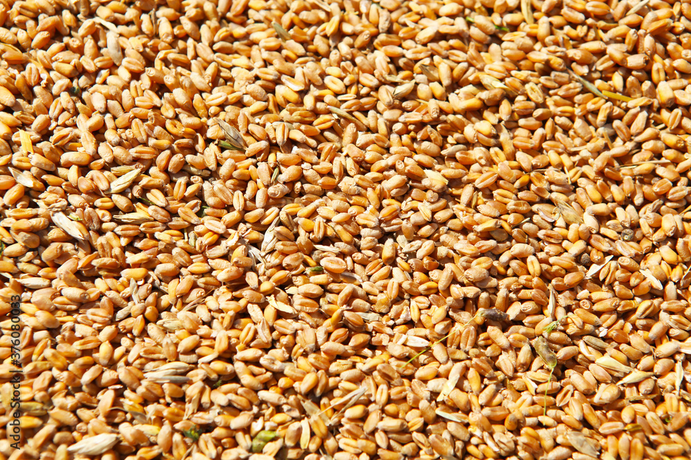Wheat grains in the form of an agricultural background. 