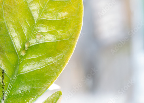 Macrophotography of Diaspididae insects on leaf vessel. Armored scale insects at home plants. Insects sucking plant. Infested.