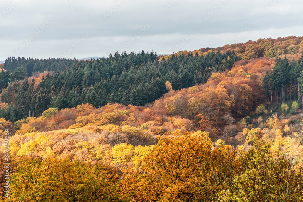 Beautiful orange and red autumn forest, many trees on the orange hills germany rhineland palantino