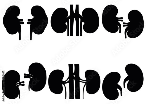 The kidneys of a person in the set. Human anatomy.