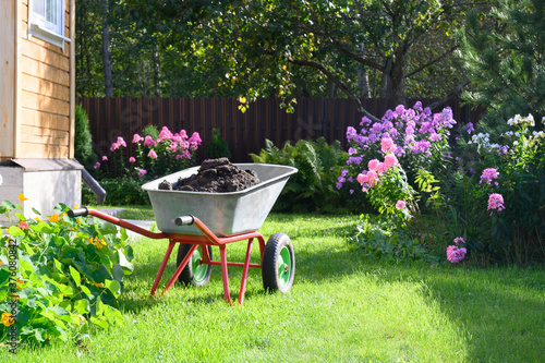 Wheelbarrow full of humus and compost on green lawn with well-groomed phlox flowers in private farmhouse. Seasonal work and fertilization in garden. Outdoor. photo
