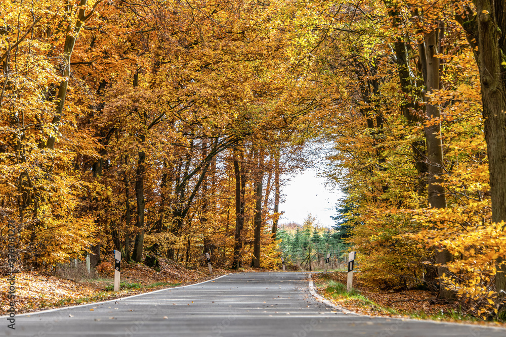 A winding road with loose fall leaves through autumn trees in germany rhineland palantino