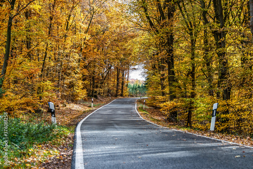 A winding road with loose fall leaves through autumn trees in germany rhineland palantino