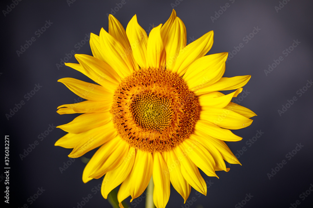 Fototapeta premium Sonnenblume