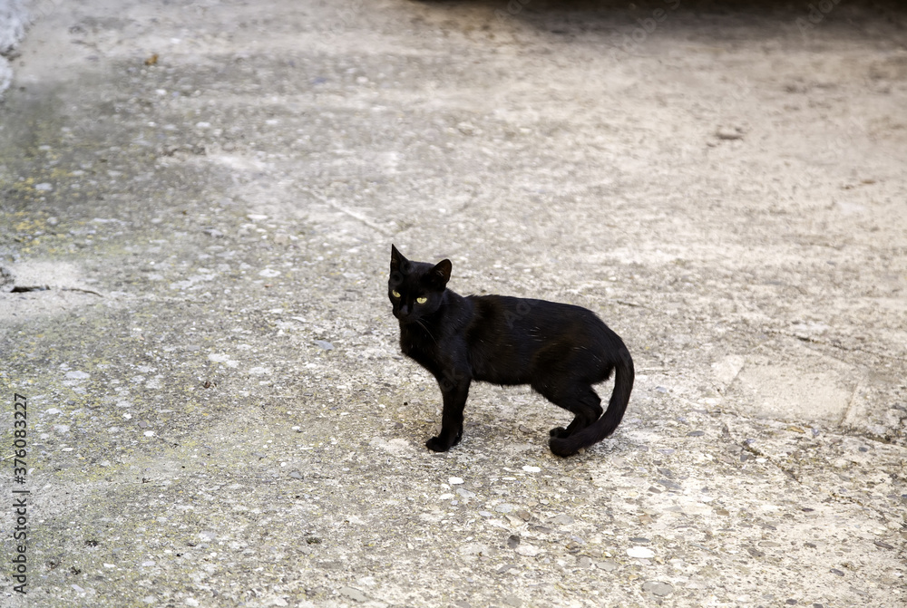 Naklejka premium Stray black cats