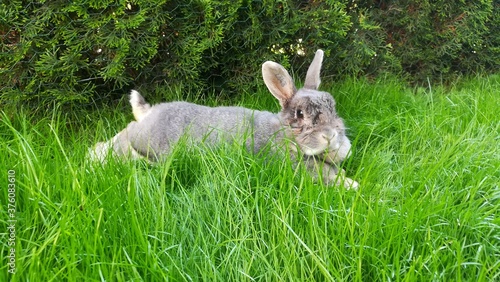rabbit in the grass © Simone