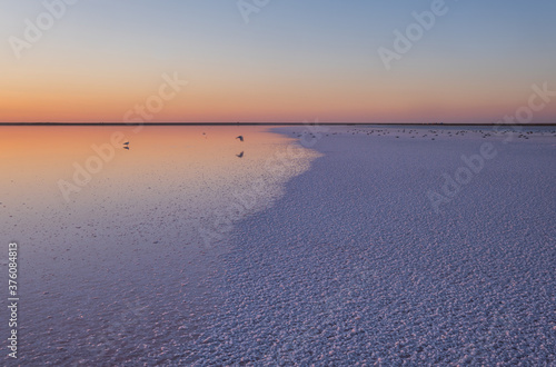 Seagull birds on sunset Genichesk pink extremely salty lake  colored by microalgae with crystalline salt depositions   Ukraine.