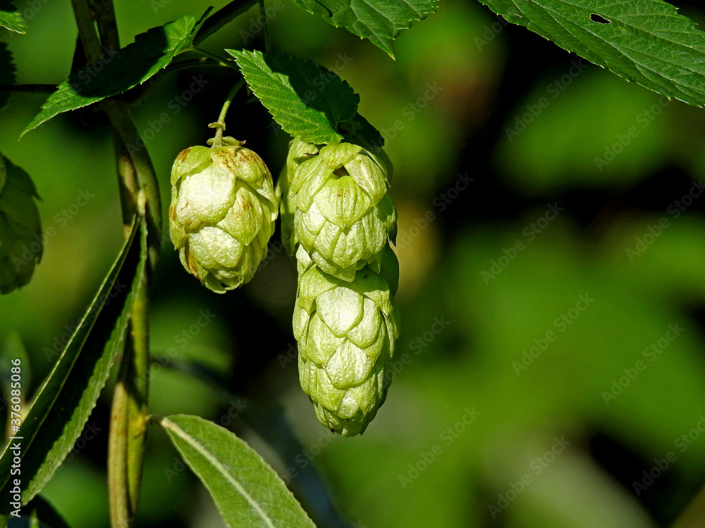 infructescence called cones plants called common hops, commonly growing on wastelands and as decorative sprigs in the city of Białystok in Podlasie in Poland infructescence called cones plants called common hops, commonly growing on wastelands and as decorative sprigs in the city of Białystok in Podlasie in Poland