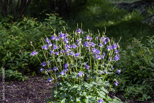 Vászonkép Bouquet of violet wildflowers Aquilegia is on a green leaves background