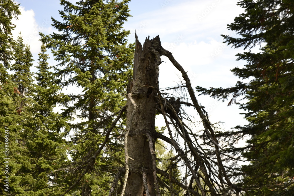 Fototapeta premium tree in the forest