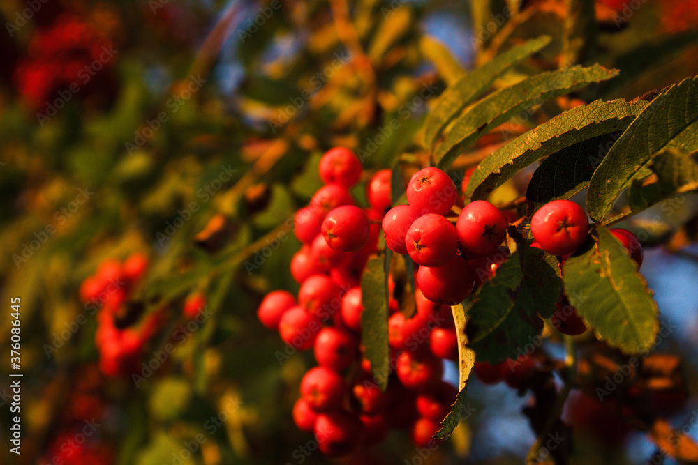 red berries on a tree