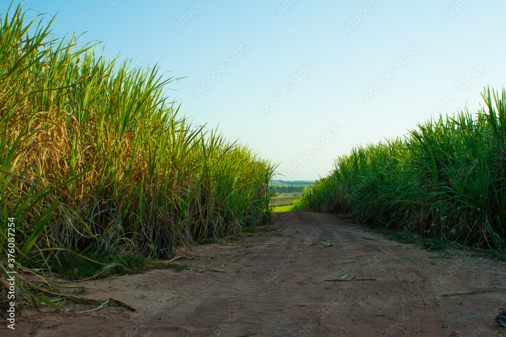 Os campos verdes como alternativa de energia Os campos verdes como alternativa de energia