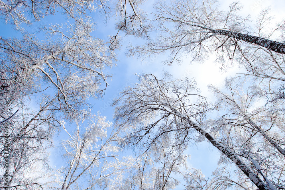 Tree branches covered with white fluffy snow close up detail top view, winter in forest, bright blue sky background, seasonal weather card, beautiful nature from Siberia, Russia Tree branches covered with white fluffy snow close up detail top view, winter in forest, bright blue sky background, seasonal weather card, beautiful nature from Siberia, Russia