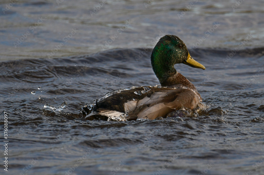 Obraz premium Mallard on river