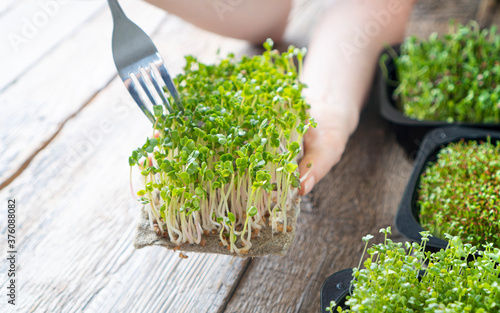 Female hands holding a fresh microgreen sprouts and fork
