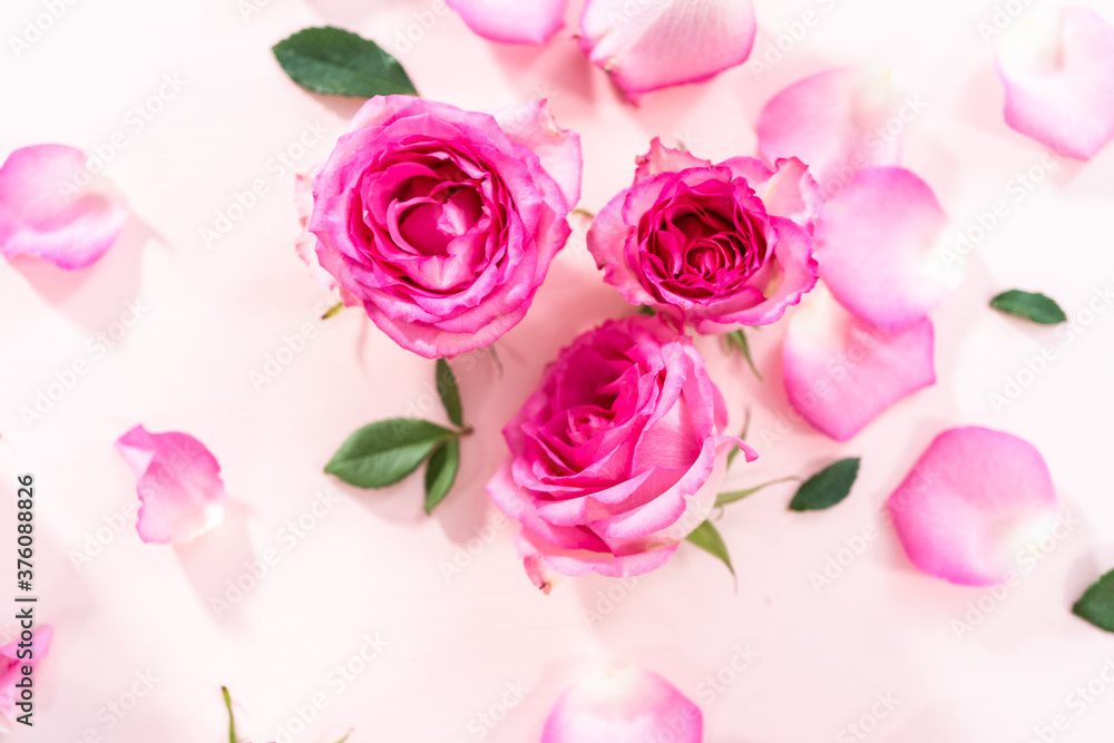 Pink roses Pink roses