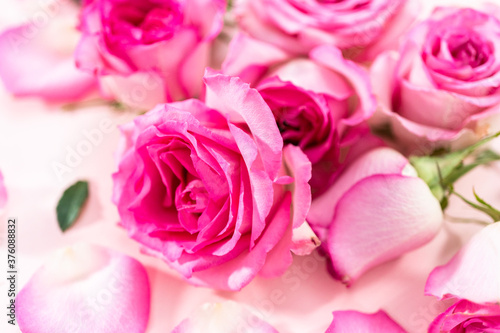 Pink roses