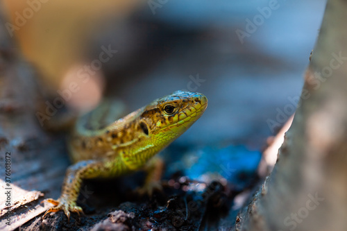 Portrait of green spotted lizard on a tree branch, on a tree cobweb. Copy space
