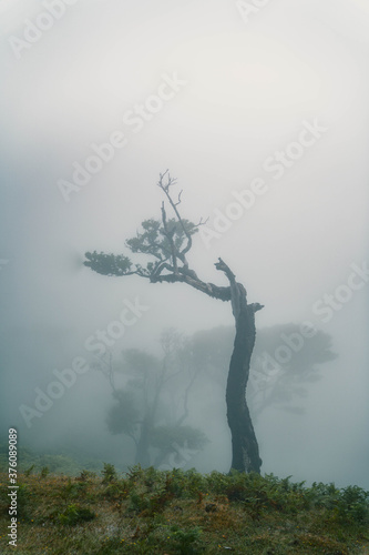 Nebelwald - Fanal Madeira