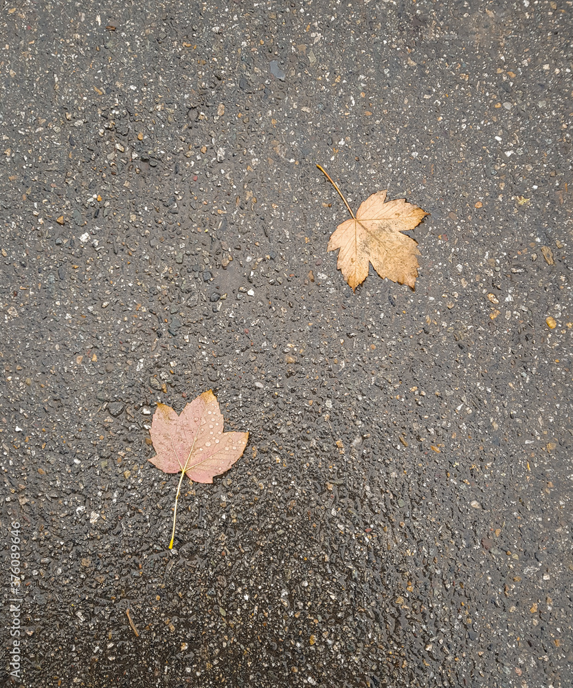 Autumn colorful leaves on the sidewalk during leaf fall Autumn colorful leaves on the sidewalk during leaf fall