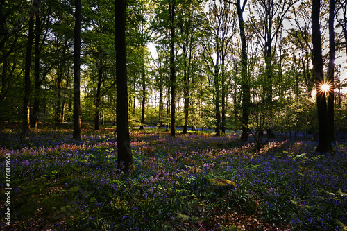 Bluebells in Woodland, Sunrise, Wide Shot photo