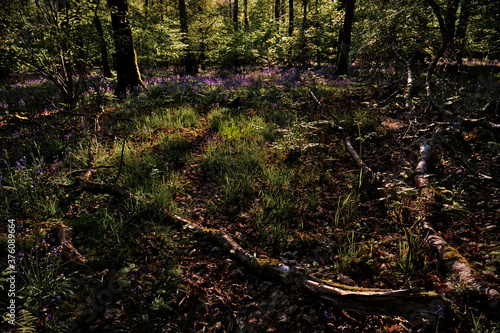 Bluebells in Woodland, Sunrise, Fallen Tree in Foreground photo