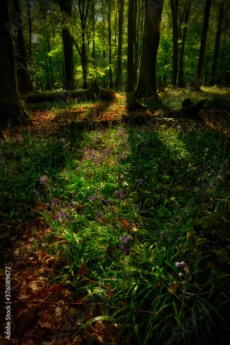 Woodland, Bluebells in Shadow, Sunrise, Portrait photo