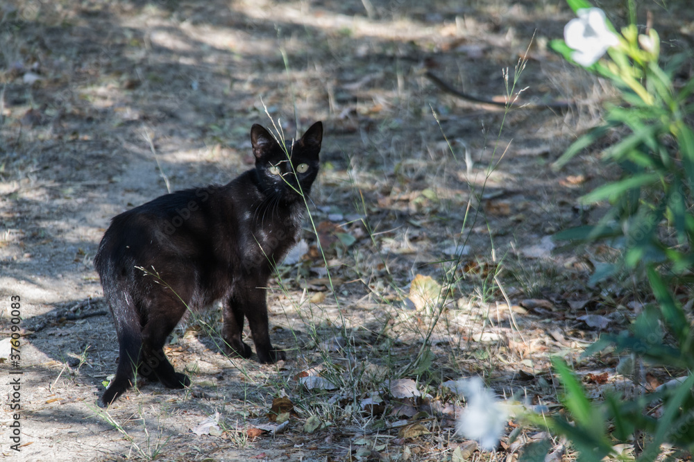 Fototapeta premium kot czarny zwierze lato natura 