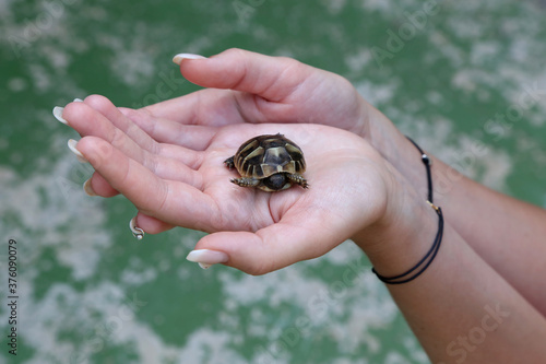 The little turtle is held in the palms
