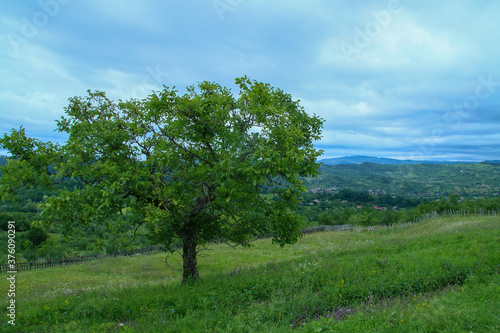 Nogal, bosques y praderas en las proximidades de Berevoesti, Rumanía.