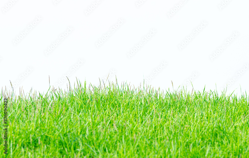 Obraz premium Background and texture of side view Kerean Lawn grass or japanese Lawn grass isolated on white background.
