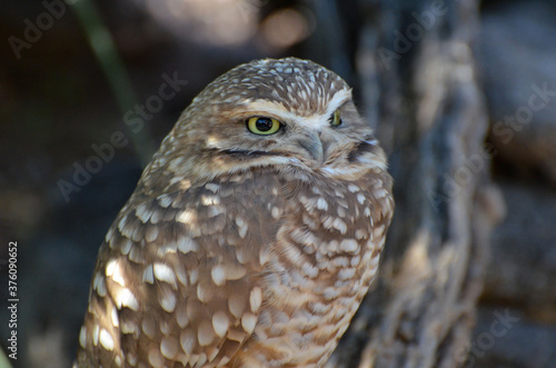 Fantastic Close up Look at a Burrowing Owl photo