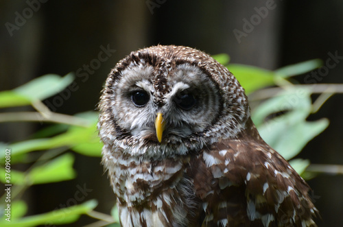 Looking Directly into the Face of a Burrowing Owl photo