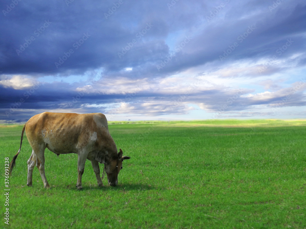 Fototapeta premium A cow on green grass, grazing animal.