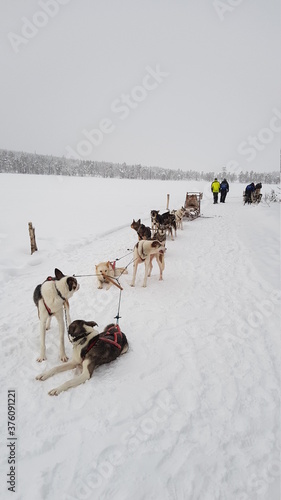 Husky dog sledding in Northern Sweden in the snowy landscapes of Lapland outside of Lycksele
