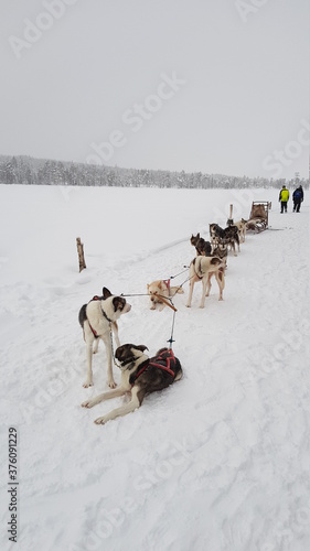 Husky dog sledding in Northern Sweden in the snowy landscapes of Lapland outside of Lycksele