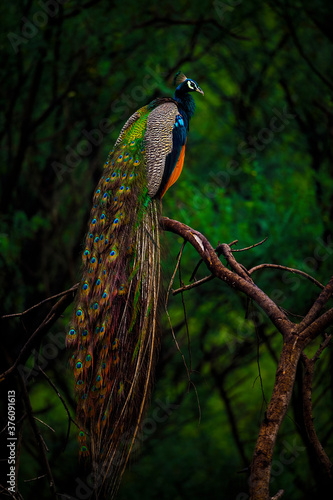 A beautiful Indian bird perched