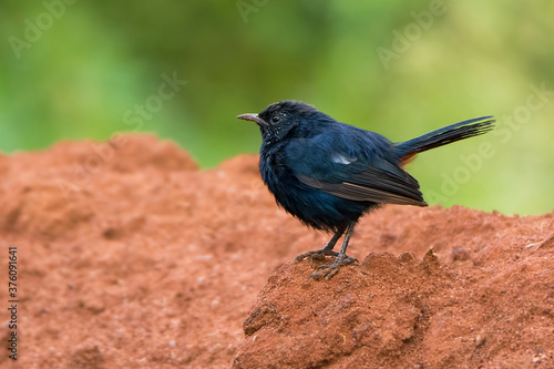 Photography A beautiful Indian bird perched