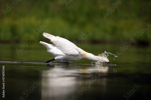 The Eurasian spoonbill or common spoonbill (Platalea leucorodia) fishing for for food in the shallow lagoon. Spoonbil creates a wave of water while fishing. photo