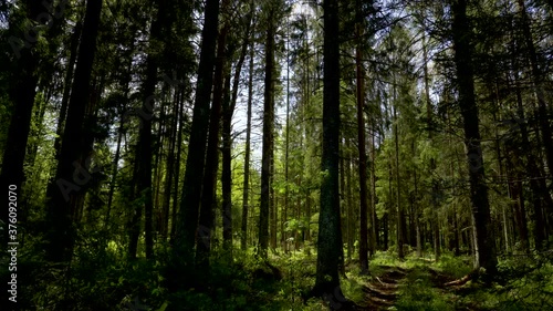 Wallpaper Mural Tall spruce trees in the middle of the forest Torontodigital.ca