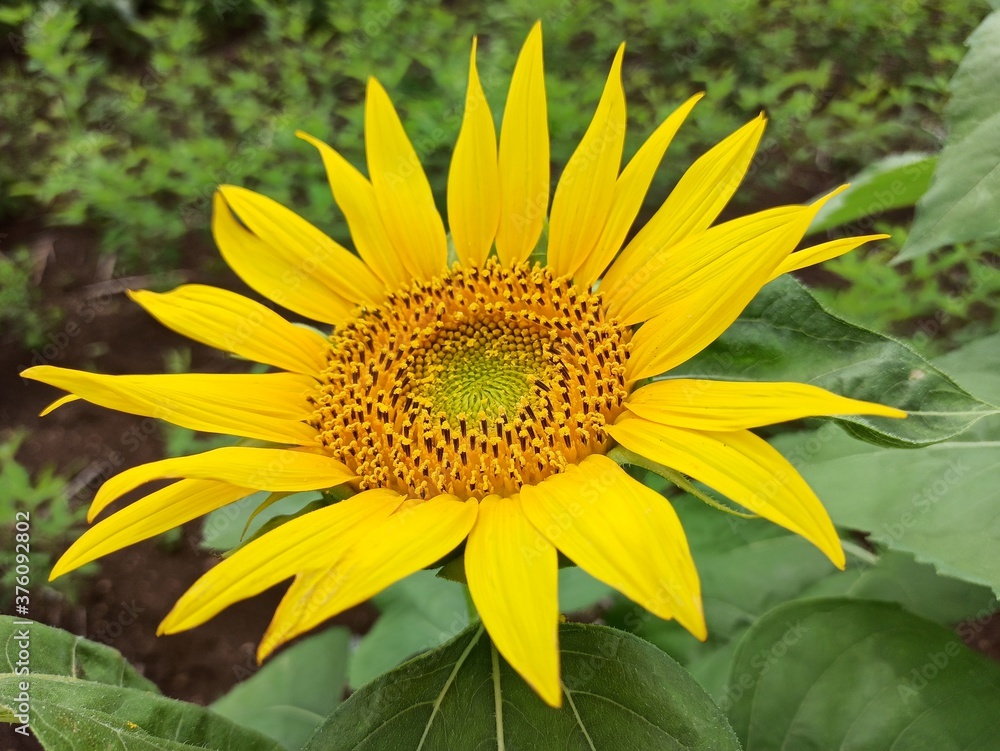 Fototapeta premium Sunflower