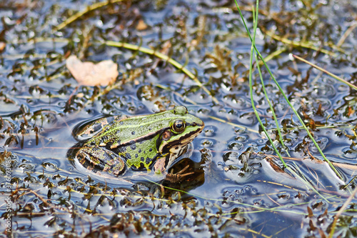 Green frog (Pelophylax) in pond