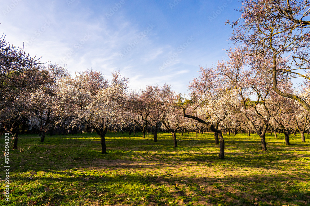 Spectacular blossom of almond trees at the 'Quinta de los Molinos' Park in centre of Madrid. First pink and white flowers in bloom due to the high temperatures of spring days. Spectacular blossom of almond trees at the 'Quinta de los Molinos' Park in centre of Madrid. First pink and white flowers in bloom due to the high temperatures of spring days.