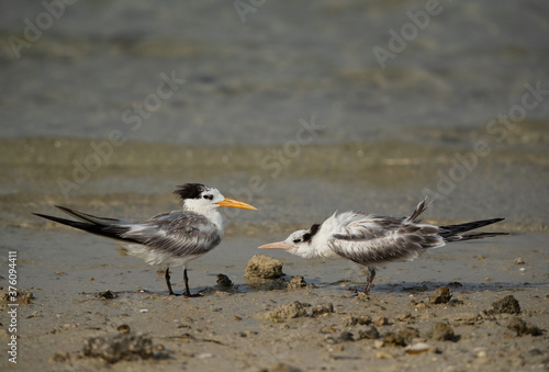 A hungry Juvenile Greater Crested Tern getting close to a adult