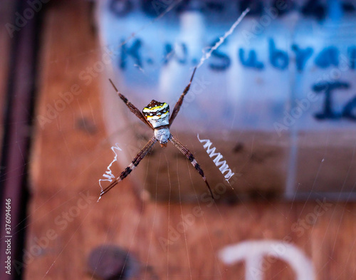 Spider with an evil pattern on its back