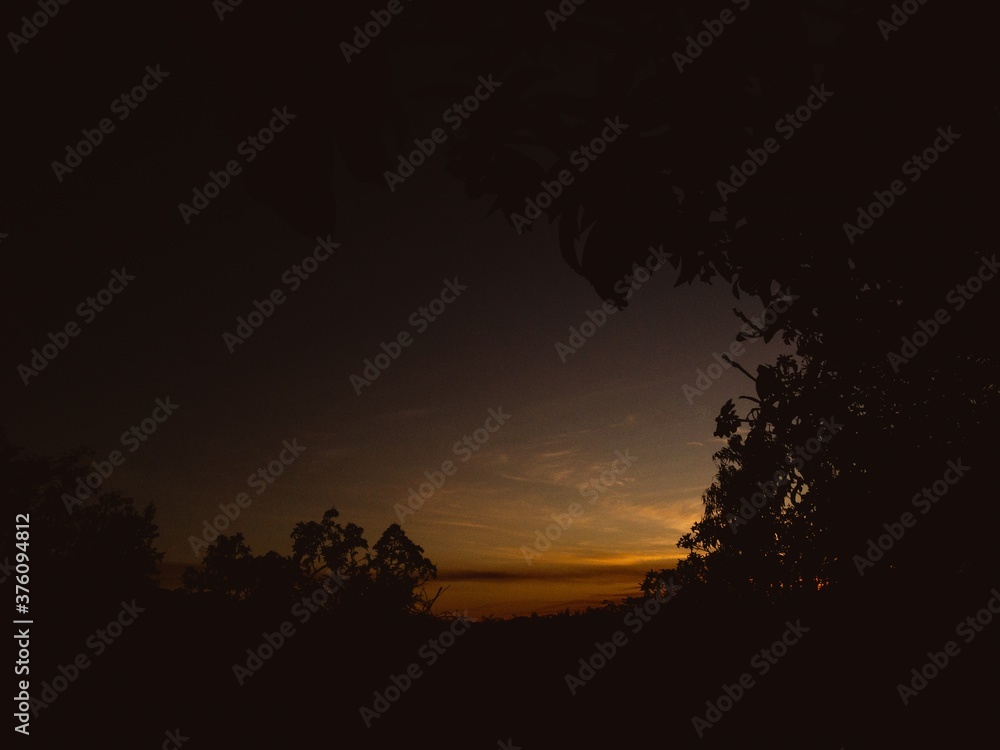 Fototapeta premium sunset in the forest