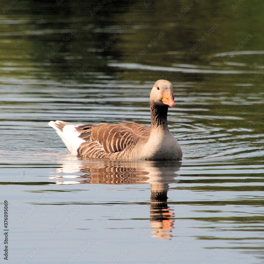 Fototapeta premium Greylag goose on the water