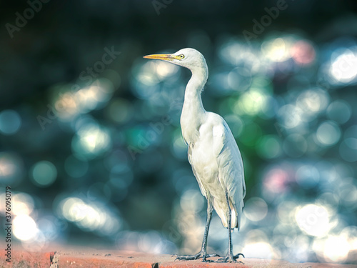 White colored bird sitting alone in single by the blue lake blurred in the winter afternoon. India 2014. photo